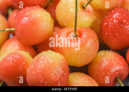 Freshly picked red and yellow Rainier cherries with water drops closeup. Selective focus Stock Photo