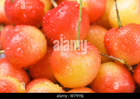 Freshly picked red and yellow Rainier cherries with water drops closeup. Selective focus Stock Photo