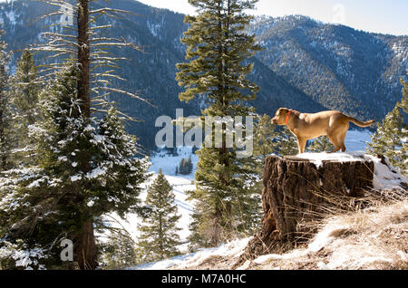 A red hunting dog looking out over Valley of the Moon from a perch upon an ancient stump, on Babcock Mountain, in Missoula County, Montana. Stock Photo