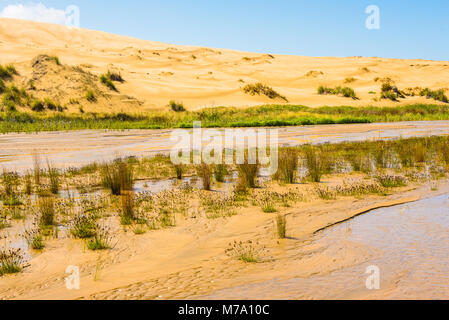 Giant dunes loom above the Te Paki Stream, which runs down to to Ninety Mile Beach, North Island, New Zealand Stock Photo