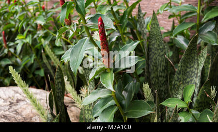 One of the many species of Costus, this beautiful red spiral ginger plant grows in tropical and warm climates. Stock Photo