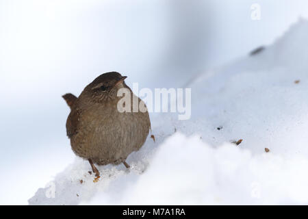 Eurasin wren - Troglodytes troglodytes Stock Photo