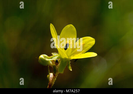 Flower of yellow marsh saxifrage (Saxifraga hirculus) Stock Photo