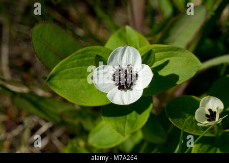 Flowering dwarf cornel (Cornus suecica) Stock Photo