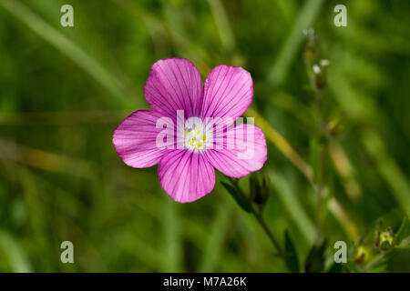 Flower of sticky flax (Linum viscosum) Stock Photo
