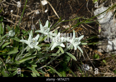 Flowering edelweiss (Leontopodium alpinum) in Bavarian Alps Stock Photo