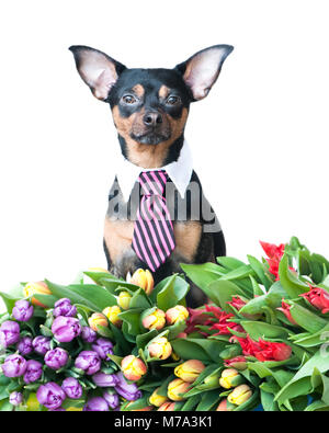 Funny puppy in a tie in flowers isolated on white. The theme of spring, summer, greeting card. Office, manager, boss Stock Photo