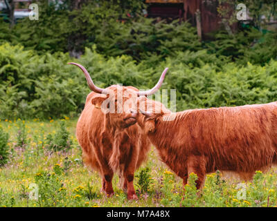 Two highland cows gently nuzzling and scratching each other. Grazing cattle on the green meadow in Aberdeenshire, Scotland. Stock Photo