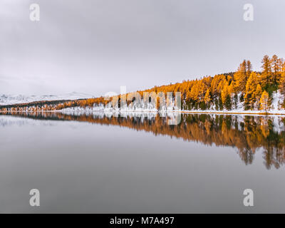 Beautiful reflection of autumn trees in the still water. Yellow larches and green spruces are covered in snow. A great day out in the Altai Mountains. Stock Photo