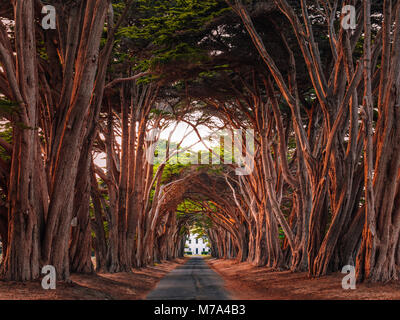 Cypress Tree Tunnel at Point Reyes National Seashore, California, United States. Fairytale trees are colored red by the light of the setting sun. Stock Photo