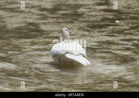 Birds in the wildlife, floating white duck, lake Stock Photo