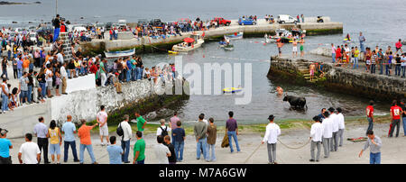 Bullfight (Tourada à Corda) in Porto Martins. Terceira island, Azores. Portugal Stock Photo