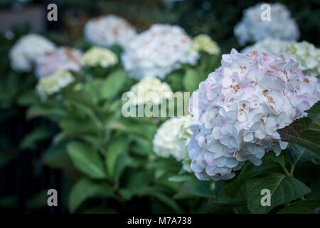 Pink hydrangea flowers bush in the garden in the fall. Shot with a selective focus Stock Photo