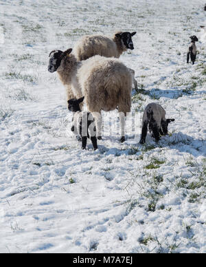 Mother Sheep and her lambs in the snow Stock Photo