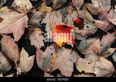 Front facing red maple leaf among others overturned Stock Photo