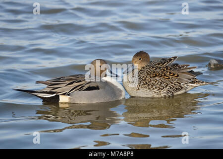 Northern Pintail - Anas Acuta  Pair in water Stock Photo