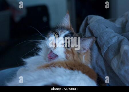 Yawning white, black, and brown calico pet cat on bed in home. Stock Photo