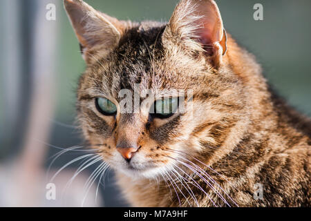 Cat gazing at mouse on the ground. Close p shot Stock Photo