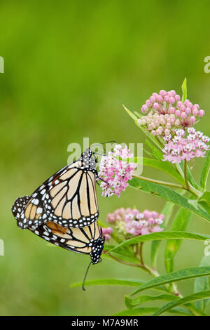 03536-05001 Monarch butterflies (Danaus plexippus) male and female mating on Swamp Milkweed (Asclepias incarnata) Marion Co., IL Stock Photo