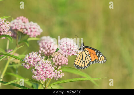 03536-05909 Monarch (Danaus plexippus) on Swamp Milkweed (Asclepias incarnata) Marion Co. IL Stock Photo