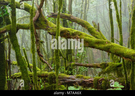 Moss-covered trees in the cloud forest, Garajonay National Park, La Gomera, Canary Islands, Spain Stock Photo