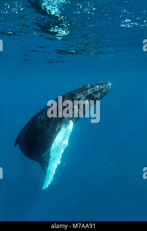 Humpback whale (Megaptera novaeangliae) comes to the surface of the sea for breathing, Pacific Ocean, Rurutu, French Polynesia. Stock Photo