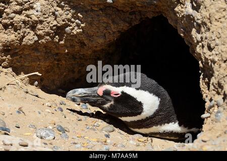 Magellanic penguin (Spheniscus magellanicus), adult animal looks out of breeding burrow, Punta Tombo, Chubut, Argentina Stock Photo
