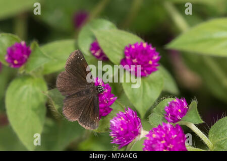 03657-00303 Common Sootywing (Pholisora catullus) on Globe Amaranth (Gomphrena globosa) Marion Co. IL Stock Photo