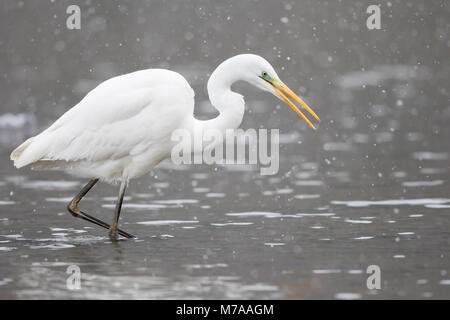 Great egret (Ardea alba) in shallow water foraging, snowfall, Hesse, Germany