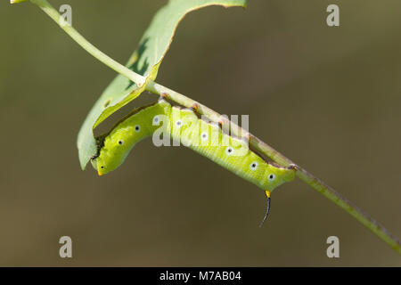 04005-002.06 Snowberry Clearwing (Hemaris diffinis)  caterpillar larva on Dropmore Scarlet Honeysuckle (Lonicera x brownii) IL Stock Photo