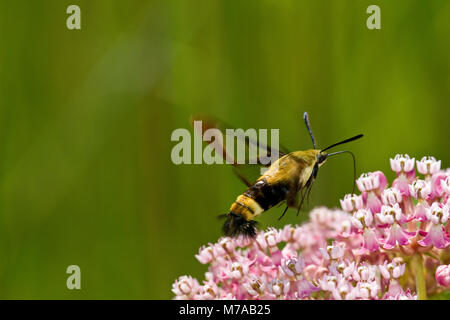 04005-00213 Snowberry Clearwing (Hemaris diffinis)  on Swamp Milkweed (Asclepias incarnata)  Marion Co.  IL Stock Photo
