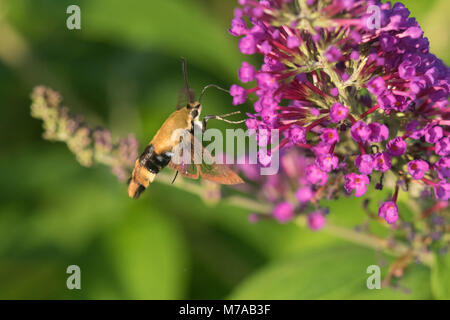 04005-00219 Snowberry Clearwing (Hemaris diffinis)  on Butterfly Bush (Buddleia davidii) Marion Co.  IL Stock Photo
