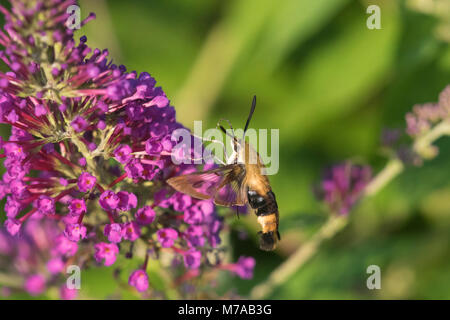 04005-00301 Snowberry Clearwing (Hemaris diffinis)  on Butterfly Bush (Buddleia davidii) Marion Co.  IL Stock Photo