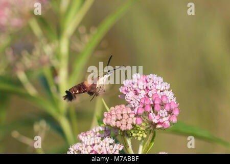 04014-00106 Hummingbird Clearwing (Hemaris thysbe) on Swamp Milkweed (Asclepias incarnata) Marion Co. IL Stock Photo