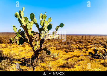 Old Prickly Pear Cactus in the semi desert Karoo Region of South Africa Stock Photo