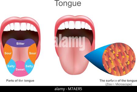 The tongue also serves as a natural means of cleaning the teeth.It is of importance in the digestive system and is the primary organ of taste in the g Stock Vector