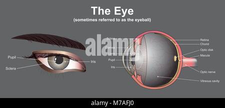 Eyes are the organs of vision. They detect light and convert it into electro-chemical impulses in neurons. In higher organisms, the eye is a complex o Stock Vector