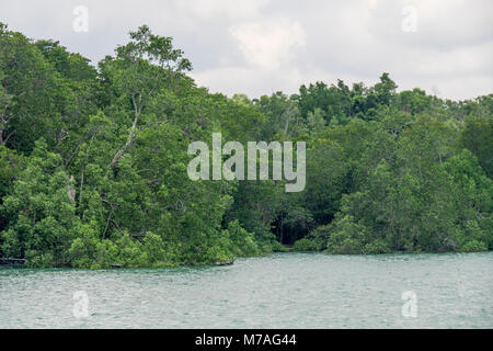 Forest mangroves along the Chek Jawa Wetlands on the island of Palau Ubin, Singapore. Stock Photo