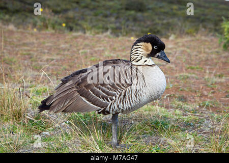 The Nene Goose (pronounced nay nay), Nesochen sandvicensis, is an endemic land bird, an endangered species, and Hawaii's state bird, Haleakala Nationa Stock Photo