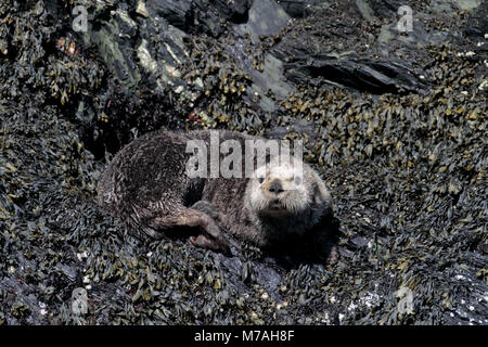 North America, the USA, Alaska, Kodiac island, sea otter, Enhydra lutris, Stock Photo