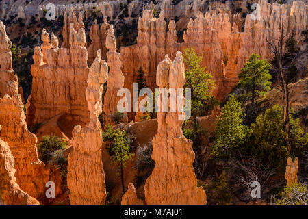 The USA, Utah, Garfield County, Bryce Canyon National Park, view from the Fairyland loop Trail close Fairyland Point Stock Photo