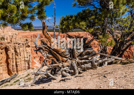 The USA, Utah, Garfield County, Bryce Canyon National Park, dead wood in the Rim Trail close Bryce Point Stock Photo