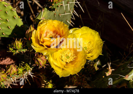 The USA, Utah, Washington county, Springdale, Zion National Park, Virgin River Valley, Parus Trail, Prickly Pear Cactus, prickly pear Stock Photo