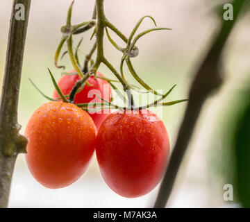 Cherry tomatoes growing on the vine plant closeup macro, with small water droplets Stock Photo