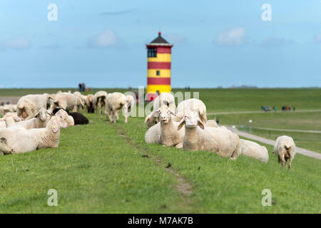 Germany, Lower Saxony, East Frisia, Krummhörn, sheep close the lighthouse of Pilsum, Stock Photo