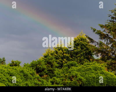 Scotland -  rainbow in a cloudy sky over Scots firs Stock Photo