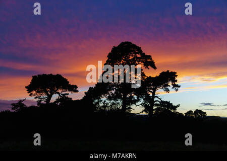 Scotland - Scots firs against a sunset at Pathhead, Midlothian, looking over the Tyne valley towards Edinburgh Stock Photo