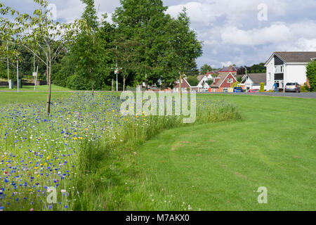 Part of a grassed barrier space between the main A702 road and a housing estate in Biggar, Scotland, left unmowed and seeded with wildflowers. Stock Photo