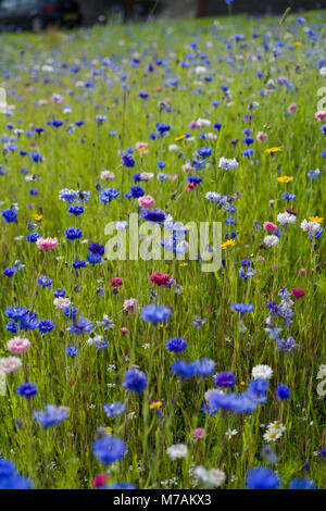 Part of a grassed barrier space between the main A702 road and a housing estate in Biggar, Scotland, left unmowed and seeded with wildflowers. Stock Photo