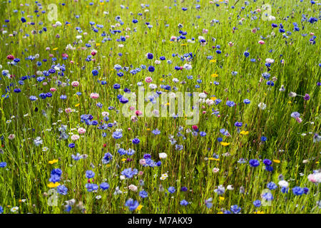 Part of a grassed barrier space between the main A702 road and a housing estate in Biggar, Scotland, left unmowed and seeded with wildflowers. Stock Photo